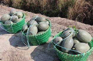 吃莲藕可不可以吃哈密瓜,探索两者共食的可能性